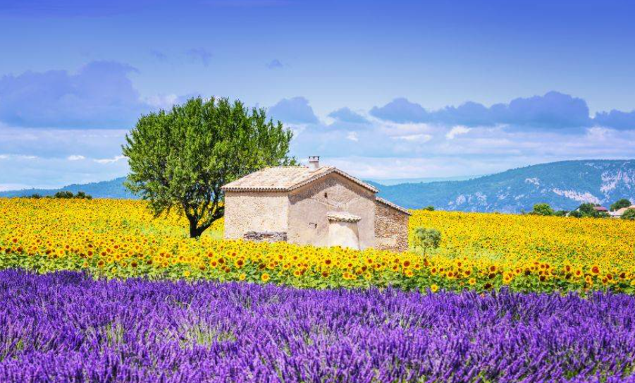 Valensole Plateau  Valensole 