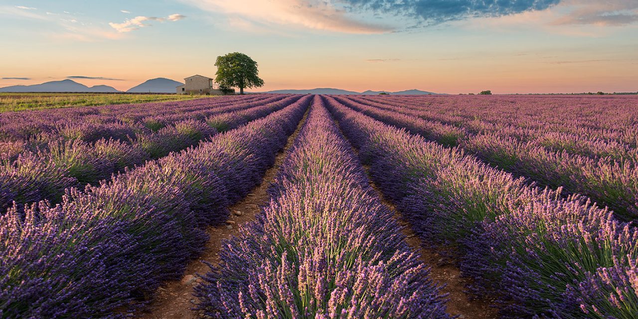 เส้นทางสายลาเวนเดอร์ Sault Lavender Road